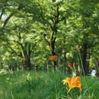 皐月の欅林情景　その　7