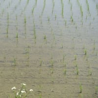 🧹🐍❻　   田んぼの賑わい ・・・　農薬農業をやめよう　　自民党の権力濫用・荻生田事件　　八王子出陣の覚悟　　荻生田が招く「八王子動乱」