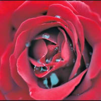 「バラのガ－デン花蔵」雨上がりの バラ