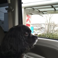 ロン通院