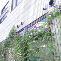 あさがおも。