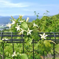 牧野植物園・四国(3)
