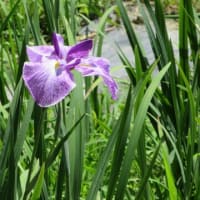 瓢湖へアヤメ見学