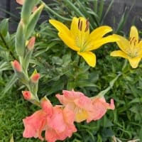 6月もあと2日