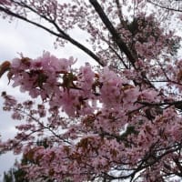 旭山公園