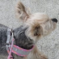 梅雨の走りなんだとか