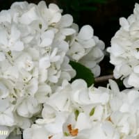 「相模原麻溝公園」では「オオデマリ」が白い花毬を！！