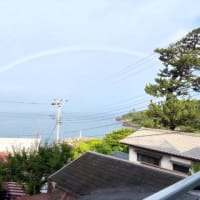 こむぎ日記～感謝～