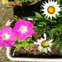 プランター活動のお花と多肉植物　20250602