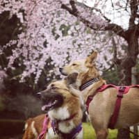 チャイの一周忌