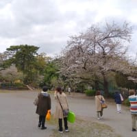 多摩川台公園でお花見