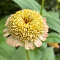 新しい毎日の顔　　〜花の中の花〜