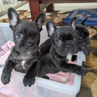 ＊＊テンちゃん　巣立って行きました♪＊＊