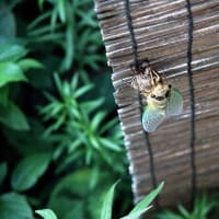 もう少し、ガンバりや、と声かける羽化中のクマゼミ