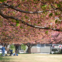 2025/3/22（土） 14時頃 の #河津桜 （ 千葉県 #佐倉市 #西志津スポーツ等多目的広場 #西志津河津桜まつり ）
