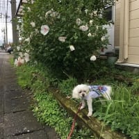 7月２６日　ナナがオリンピックに参加❓と夏花メモリー🌻