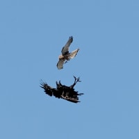野鳥撮影日記2022(チョウゲンボウ)