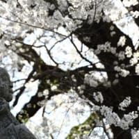 駒ヶ根の桜