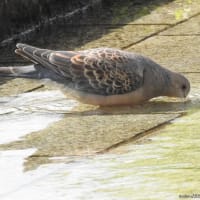 スズメの水浴び