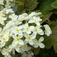 紫陽花が咲き始めました。