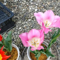 チューリップ、午前と午後の形　＆　芝刈りスタート