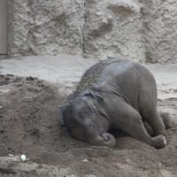 円山動物園