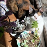 猫、多肉と日向ぼっこ
