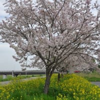 A.364.小山市の思川桜は見頃です。