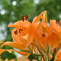 カキツバタ・花しょうぶ・紫陽花