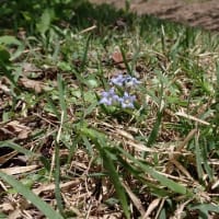 鋸山(花立峠)・山野草・フデリンドウ　2025/05/19