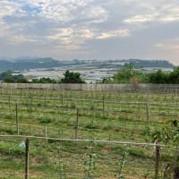 『川中島』へ行って来ました。