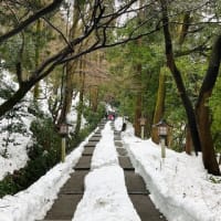 2025年3月2日　白山比咩神社表参道