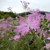 梅雨狂乱　2021.6.17　　「62」