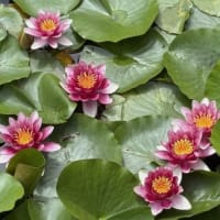 八郎沼をピンクに染める  “スイレン” の花 ．．．