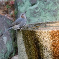神戸の西の公園で