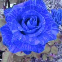 ＢＬＵＥＢＬＵＥ
