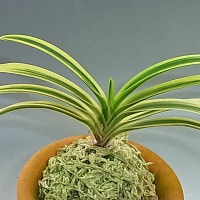 裏甲龍 - 富貴蘭讃歌