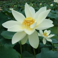 蓮の花