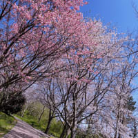 爛漫。