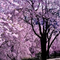 また来年の桜を楽しみにして-奈良県東吉野村：高見の郷