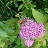 シモツケの花