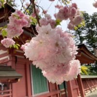 塩竈桜満開ナウ