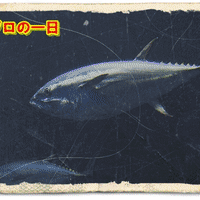 おいしい鮪