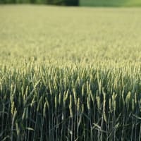 6月の4枚 「小麦の丘」