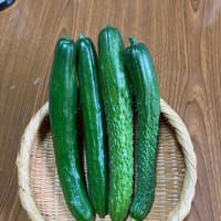 家庭菜園