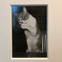 猫 ねこ写真展