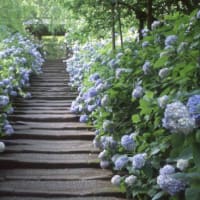 紫陽花の　クロスステッチ　できそうよ♪