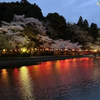 桜まつり
