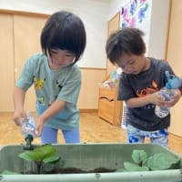 4歳児（ゆず組）なすの苗ときゅうりの苗をうえました。