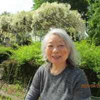 藤の花